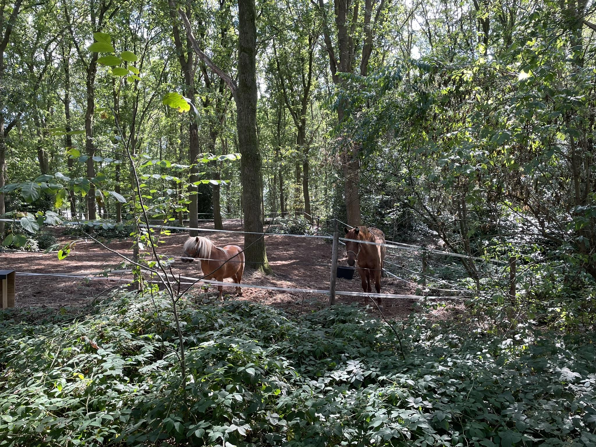 Dieren bij de opvang