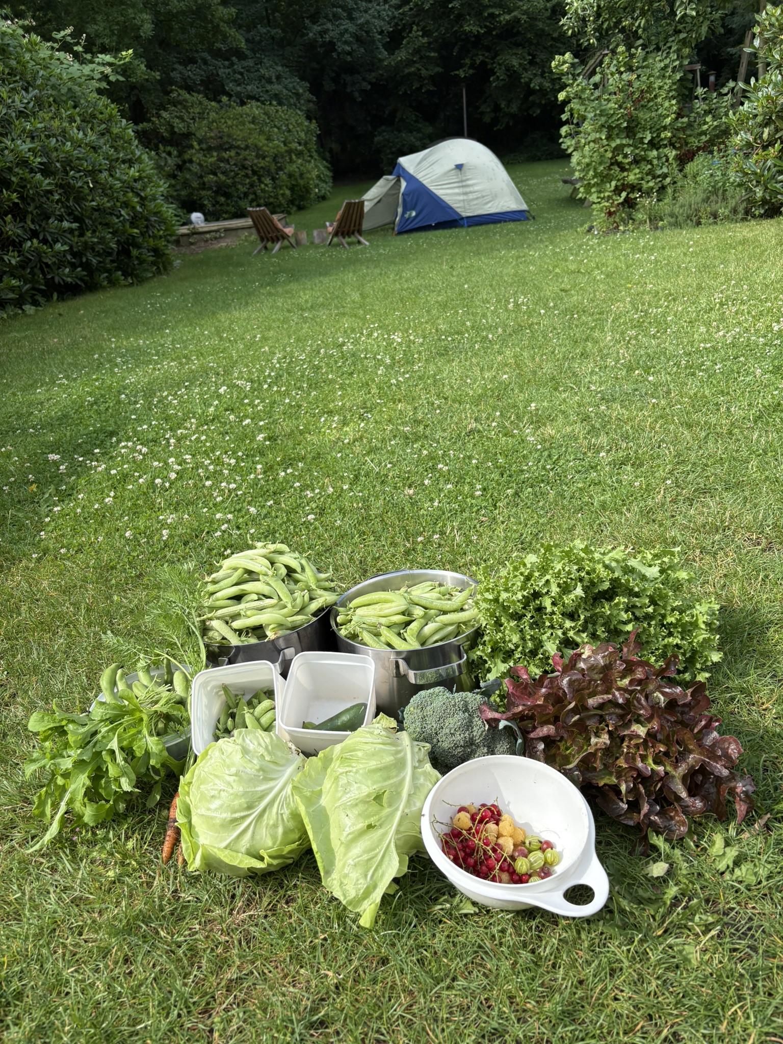 Verse oogst uit de moestuin