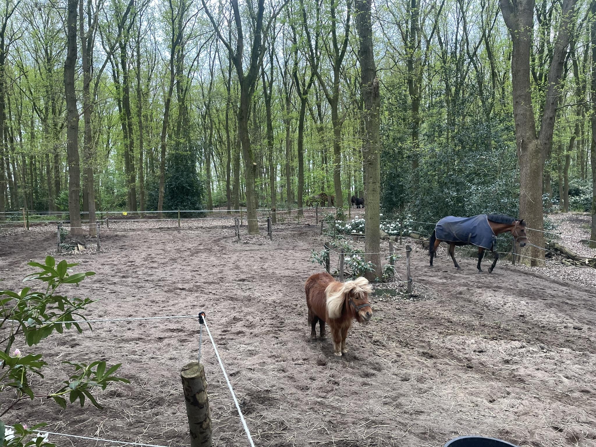 Pony in het bos naast de opvang